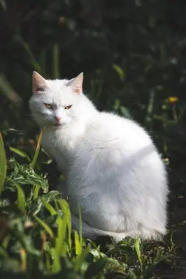 a white cat is sitting in the grass at Tyacks Hotel in Camborne