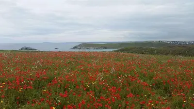 a field of red flowers with the ocean in the background at The Trelinda Guest House in Newquay