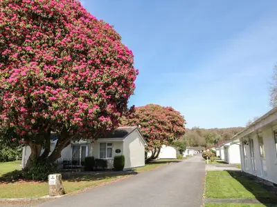 a flowering tree on a street with houses at 3 Rosecraddoc Lodge in Saint Cleer
