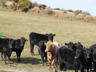 a group of black and brown cows standing in a field at Kestrel Corner in Lanivet