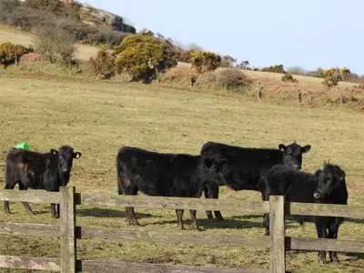 a group of cows standing in a field behind a fence at Badgers Sett in Lanivet