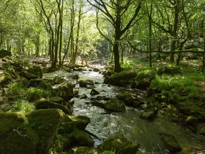 a stream in a forest with rocks and trees at Tinners Cottage in Saint Cleer