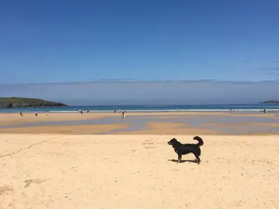 a black dog standing on a sandy beach at 7 Harlyn Cottages in St Merryn