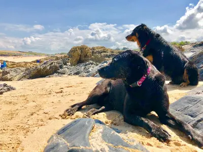 two dogs sitting on the sand on a beach at 7 Harlyn Cottages in St Merryn