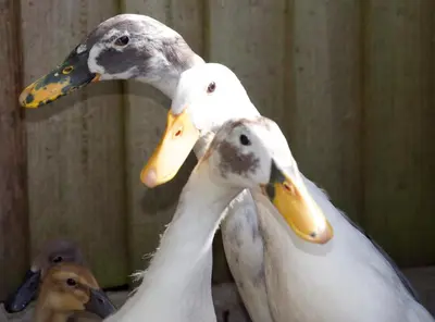two white ducks standing next to each other at Demelza Cottage Apartment in Bodmin