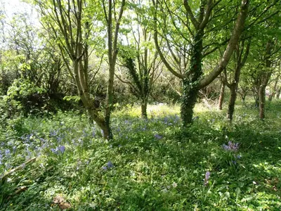 a field of blue flowers and trees at The Cottage, Little Trembroath in Stithians