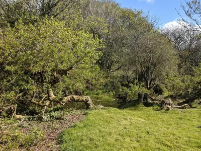 a field of grass with trees and a creek at The Cottage, Little Trembroath in Stithians