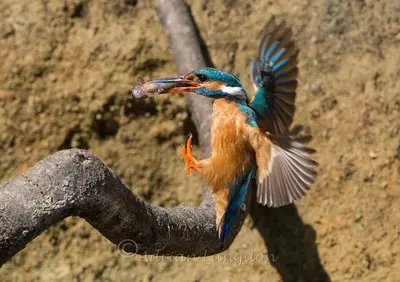 a colorful bird with a worm in its mouth at Kingfisher Cabin, Butterwell Farm, Riverside cabin on 40-acre private estate in Bodmin