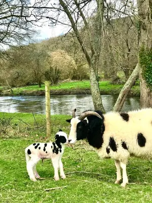 a goat and a baby calf standing in a field at Kingfisher Cabin, Butterwell Farm, Riverside cabin on 40-acre private estate in Bodmin