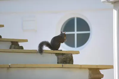 a squirrel sitting on the ledge of a building at The Lodge, Polgooth in St Austell