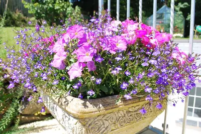 a flower pot filled with purple and purple flowers at The Lodge, Polgooth in St Austell