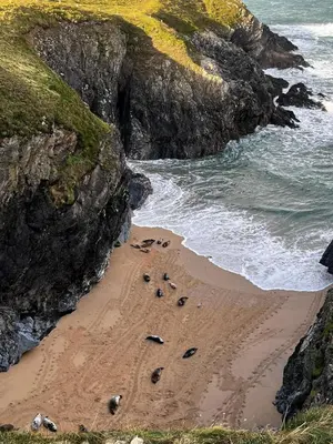 a group of animals walking on the beach at St Kew Escapes Nr Port Isaac in Saint Kew