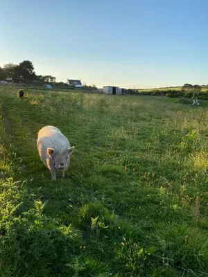 a sheep standing in a field of grass at The Little Cabin in St Ives