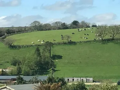 a herd of cows grazing in a green field at Froglets in Tregoney