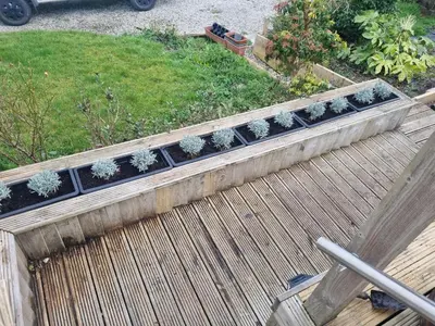 a row of plotted plants on a wooden deck at Halwyn View in St Austell