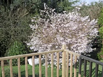 a tree with white flowers behind a wooden fence at Moonrakers in Ruan Lanihorne