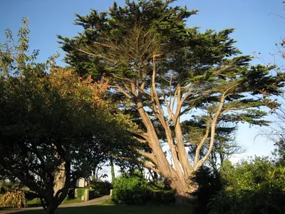a large tree in the middle of a park at Trelawne Hotel in Falmouth
