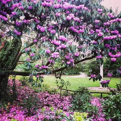 a tree with pink flowers in a park at Sea Breeze Apartment in St Austell