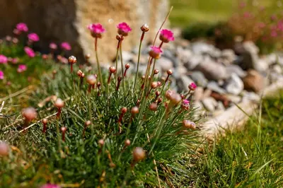a bunch of pink flowers in the grass at The Granary at Cornish Barn Holidays in Truro