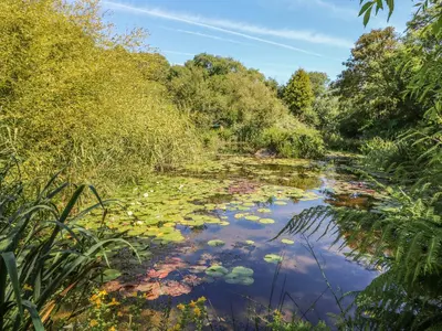 a river with lily pads on the water at Pond Cabin in Stithians