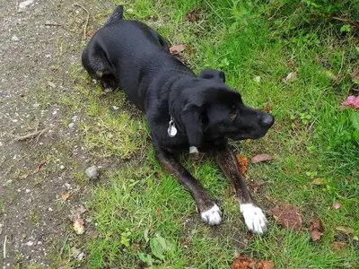 a black and white dog laying on the grass at The Old Engine House in Bodmin