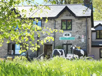 two cows standing in front of a stone building at Hele Stone Cottage in Launceston