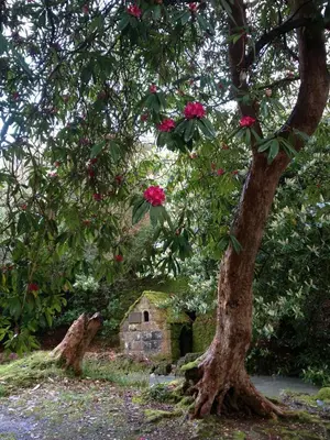 a tree with pink flowers on it in front of a house at The Waterwheel in St Austell