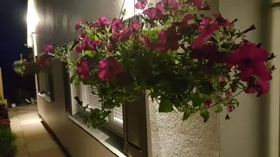 a bunch of pink flowers hanging from a window at Romantic Hot Tub Breaks Marthys House Looe Polperro Talland Bay in Looe