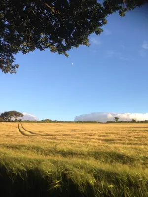 a field of grass with a tree in the foreground at The Home Barn at Cornish Barn Holidays in Perranwell