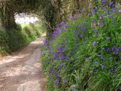 a field of purple flowers next to a dirt road at The Home Barn at Cornish Barn Holidays in Perranwell