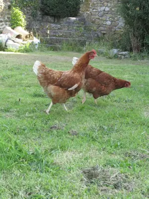 two chickens walking in the grass in a field at Treganoon House, Lanlivery in Bodmin