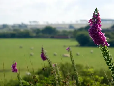 a field of purple flowers and a field of grass at St. Tinney Farm in Bude