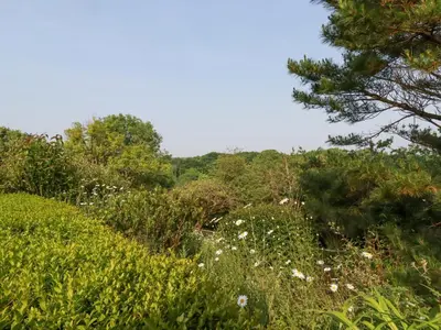 a field of flowers and trees on a hill at Trenant View in Wadebridge