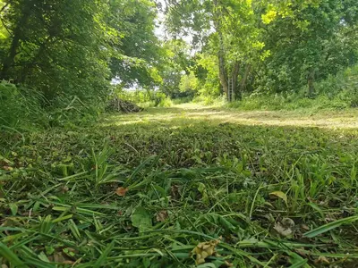 a field of grass with trees and a dirt road at THE OLD RECTORY ROSE COTTAGE in Jacobstow 10 mins to Widemouth bay and Crackington Haven,Nearby Bude,Tintagel,Port Issac,Clovelly,PARKING FOR LARGE AND MULTIPLE VEHICLES in Jacobstow