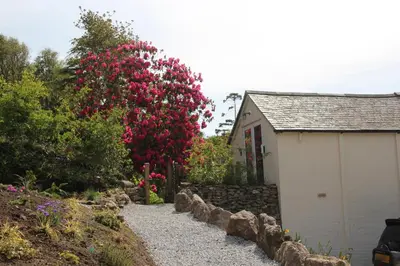 a house with a bush with pink flowers next to a building at Merrivale Barn in Constantine