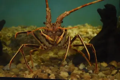 a large spider sitting on some rocks at Blenheim, Padstow in Padstow