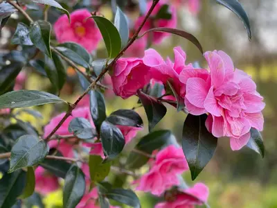 a bunch of pink flowers on a tree at The Patio Flat in Bodmin