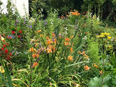 a garden filled with lots of different types of flowers at The Patio Flat in Bodmin