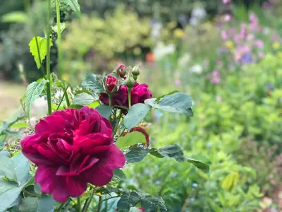 a group of pink flowers in a garden at The Patio Flat in Bodmin