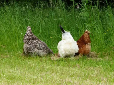 two chickens sitting in the grass in a field at Millbrook in Helston