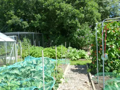 a garden with a bunch of lettuces growing at Millbrook in Helston