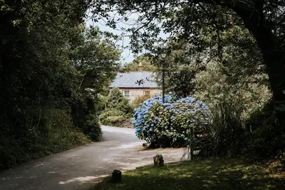 a road leading to a house with a large bush of flowers at Mill House @ Goonwinnow Farm in Newquay