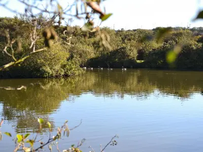 a group of ducks swimming on a lake at Eagle Owl Lodge-Ukc3770 in Saint Columb Major