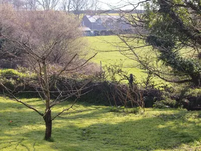 a tree in the middle of a grassy field at Treen in Lansallos