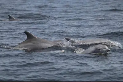 a group of dolphins swimming in the water at Corner Cottage Mevagissey in Mevagissey