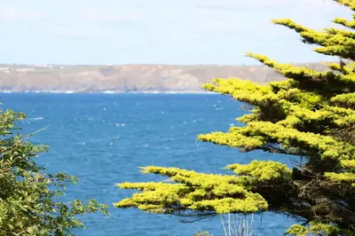 a view of the ocean through the branches of a tree at 29 @ One Lusty Glaze in Newquay