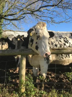 a cow is standing behind a fence at Park Farmhouse Bed and Breakfast in Washaway