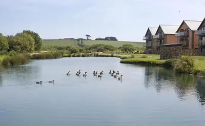 a flock of ducks swimming in a river at Retallack Resort by Away Resorts in Padstow