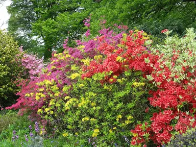 a bunch of colorful flowers in a garden at Isolda's - Ukc3905 in Lostwithiel