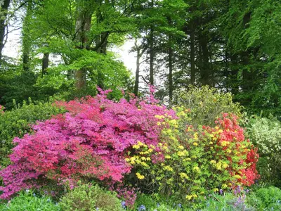 a garden filled with colorful flowers and trees at Isolda's - Ukc3905 in Lostwithiel